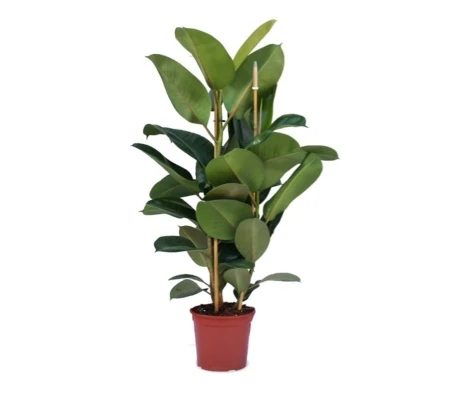 Ficus Robusta  Ø 24 cm H 1,20 cm