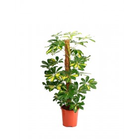 Schefflera Ø 17 cm H 75 cm