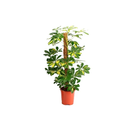 Schefflera Ø 17 cm H 75 cm