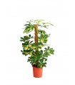 Schefflera Ø 17 cm H 75 cm
