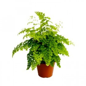 Adiantum Fragans  Ø 12 cm H 30 cm