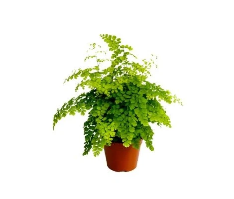 Adiantum Fragans  Ø 12 cm H 30 cm