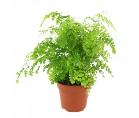 Adiantum Fragans  Ø 12 cm H 30 cm