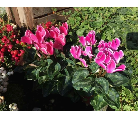 Compo Cyclamen + Meuhlenbeckia H33 cm