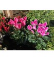 Compo Cyclamen + Meuhlenbeckia H33 cm