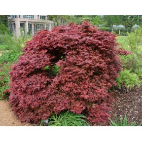 Acer Palmatum Shaina Red Ø19 cm H40 cm