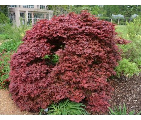 Acer Palmatum Shaina Red Ø19 cm H40 cm