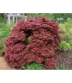 Acer Palmatum Shaina Red Ø19 cm H40 cm
