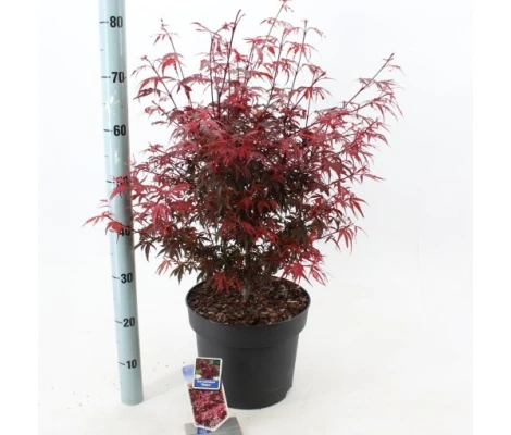 Acer Palmatum Shaina Red Ø19 cm H40 cm