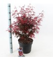 Acer Palmatum Shaina Red Ø19 cm H40 cm