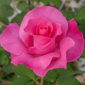 Rosa THE MC CARTNEY ROSE ® Meizeli