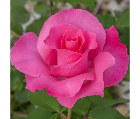 Rosa THE MC CARTNEY ROSE ® Meizeli