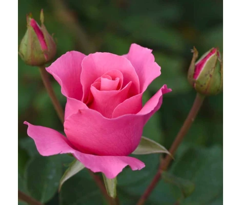 Rosa THE MC CARTNEY ROSE ® Meizeli