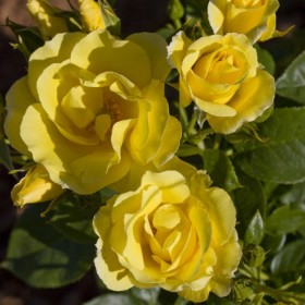 Rosa Trepadora HAPPINESS ® Meilaclost