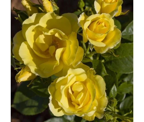 Rosa Trepadora HAPPINESS ® Meilaclost