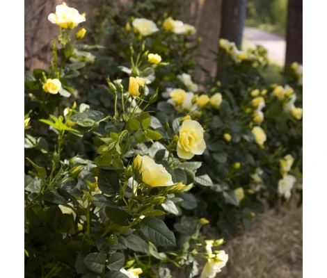 Rosa Trepadora HAPPINESS ® Meilaclost