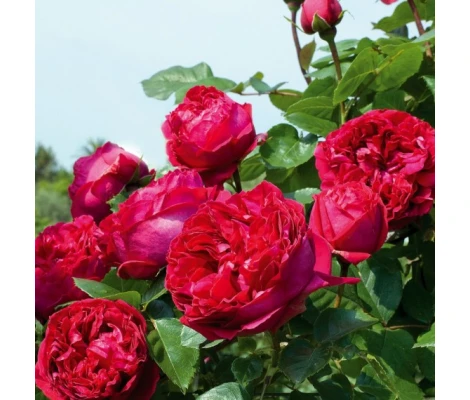 Rosa Trepadora ERIC TABARLY Meidrason