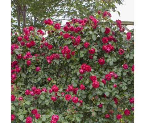 Rosa Trepadora ERIC TABARLY Meidrason