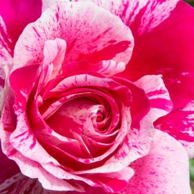 Rosa Trepadora INES SASTRE ® Meiteratol