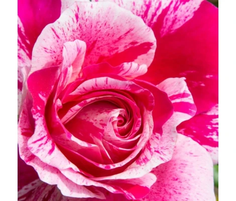 Rosa Trepadora INES SASTRE ® Meiteratol