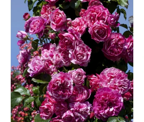 Rosa Trepadora INES SASTRE ® Meiteratol