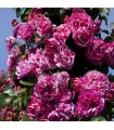 Rosa Trepadora INES SASTRE ® Meiteratol