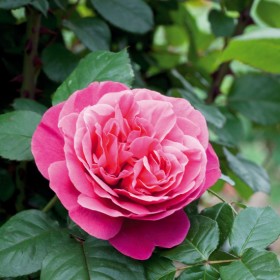 Rosa LINE RENAUD® Meiclusif