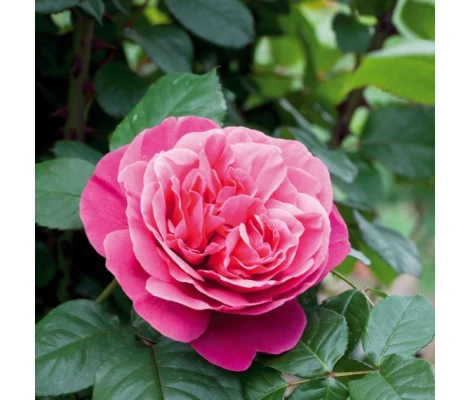 Rosa LINE RENAUD® Meiclusif