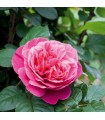 Rosa LINE RENAUD® Meiclusif