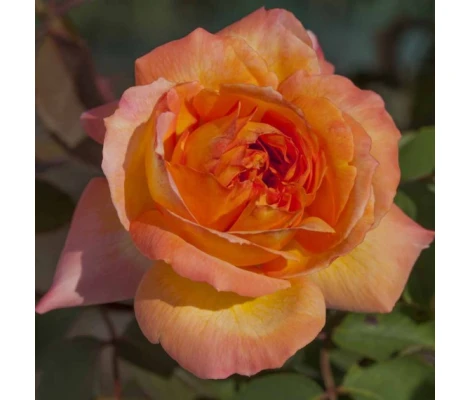 Rosa RENE GOSCINNY ® Meifrypon