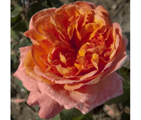 Rosa RENE GOSCINNY ® Meifrypon