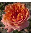 Rosa RENE GOSCINNY ® Meifrypon