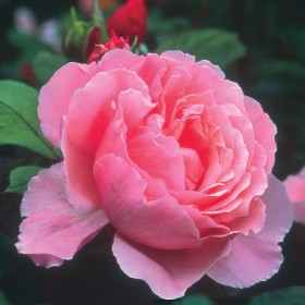 Rosal Brother Cadfael David Austin