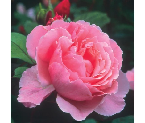 Rosal Brother Cadfael David Austin