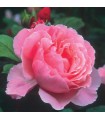 Rosal Brother Cadfael David Austin