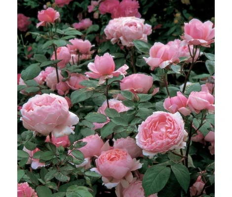 Rosal Brother Cadfael David Austin