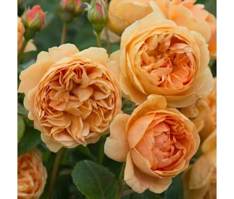 Rosal Carolyn Knight David Austin