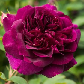 Rosal Darcey Bussell David Austin