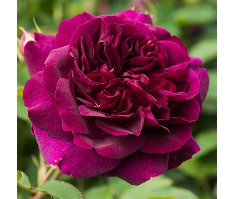 Rosal Darcey Bussell David Austin