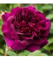 Rosal Darcey Bussell David Austin