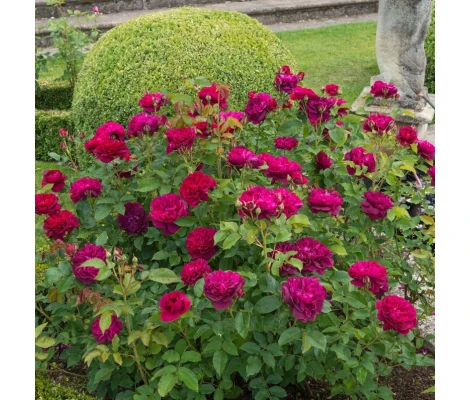 Rosal Darcey Bussell David Austin