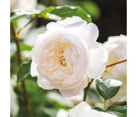 Rosal DESDEMONA David Austin