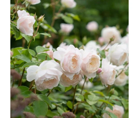 Rosal DESDEMONA David Austin