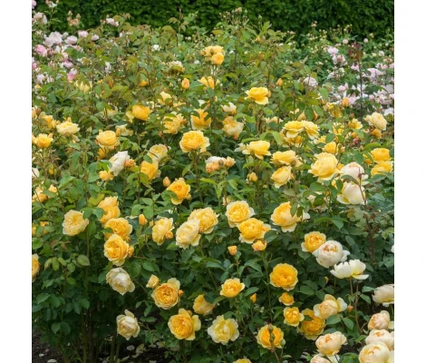 Rosal Trepador Graham Thomas David Austin