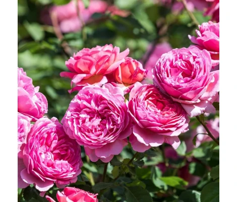 Rosal Princess Alexandra Of Kent David Austin