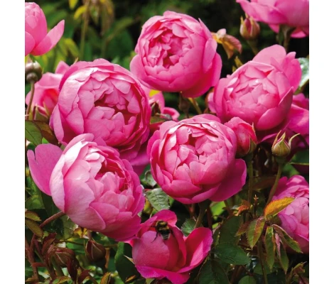 Rosal Royal Jubilee David Austin