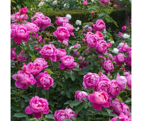 Rosal Royal Jubilee David Austin