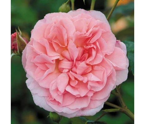 Rosal Trepadora STRAWBERRY HILL David Austin