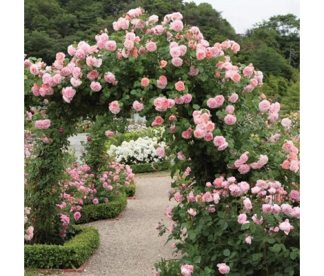 Rosal Trepadora STRAWBERRY HILL David Austin