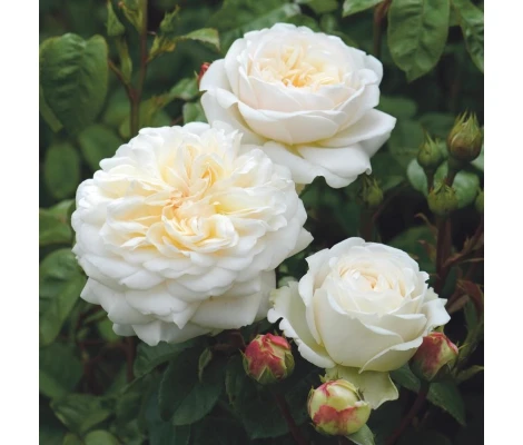 Rosal Tranquillity David Austin